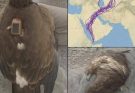 HT9.HT9. For 20 years, an eagle equipped with GPS puzzled scientists: reco… See more For 20 years, an eagle equipped with GPS puzzled scientists: reco… See more