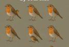 The Number Of Robins You See Reveals Who Walks By Your Side